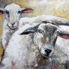 Schapen 2008