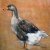 Dieren